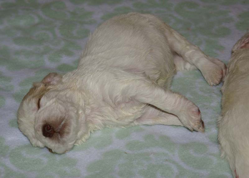 Boy_Pink_Head_3weeks_i