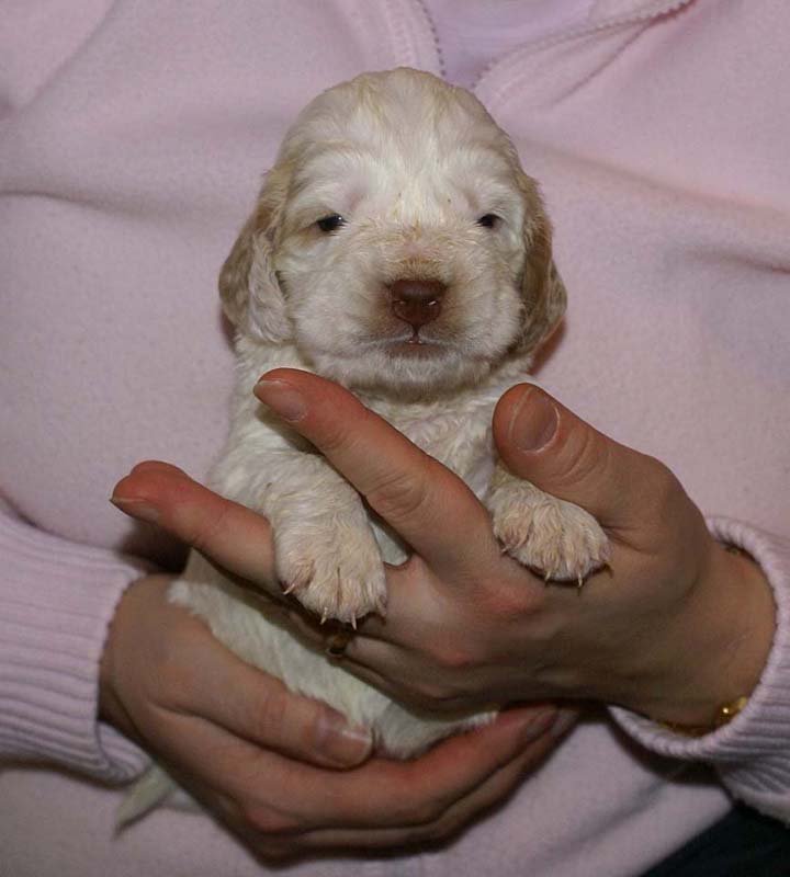 Boy_Purple_Head_3weeks_a