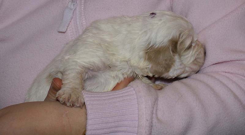 Boy_Purple_Head_3weeks_b