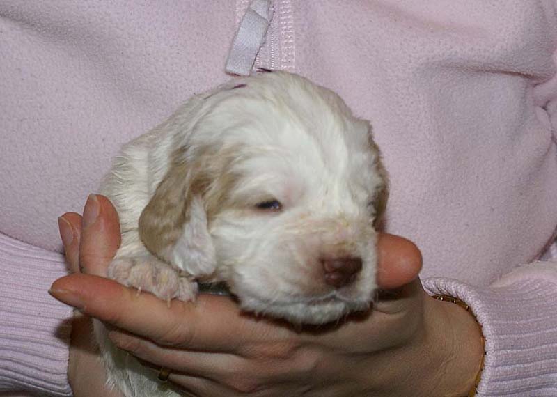 Boy_Purple_Head_3weeks_d