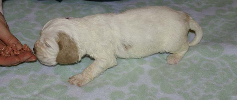 Boy_Purple_Head_3weeks_g