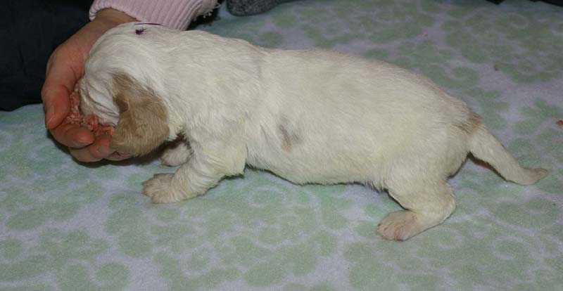 Boy_Purple_Head_3weeks_h