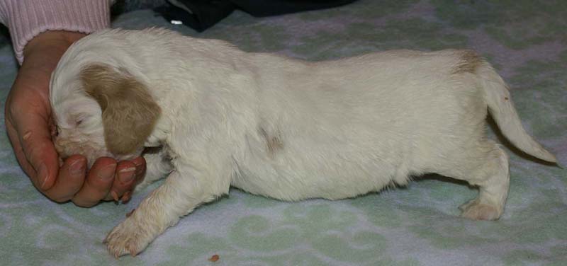 Boy_Purple_Head_3weeks_j