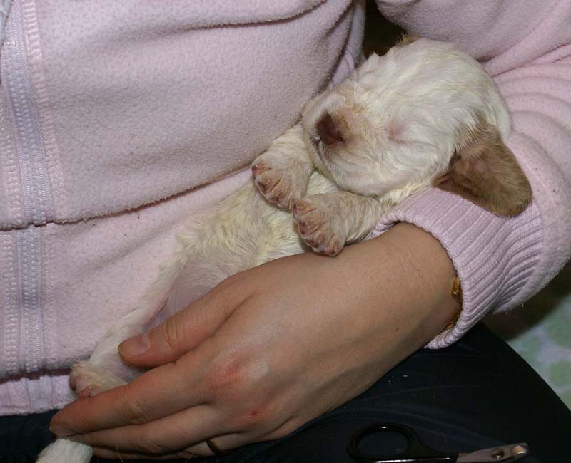 Boy_Purple_Head_3weeks_nails_done