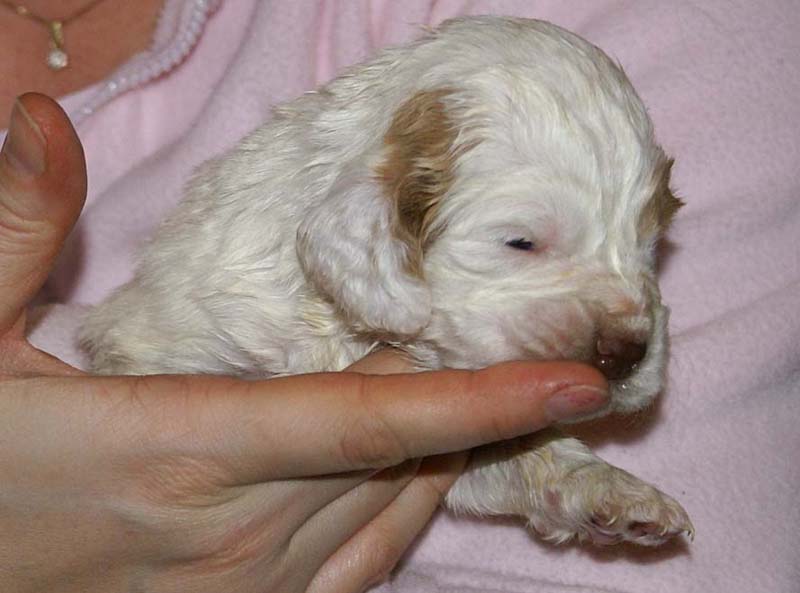 Girl_Bronze_Tail_3weeks_a