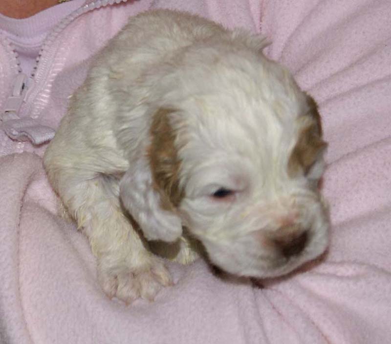 Girl_Bronze_Tail_3weeks_c