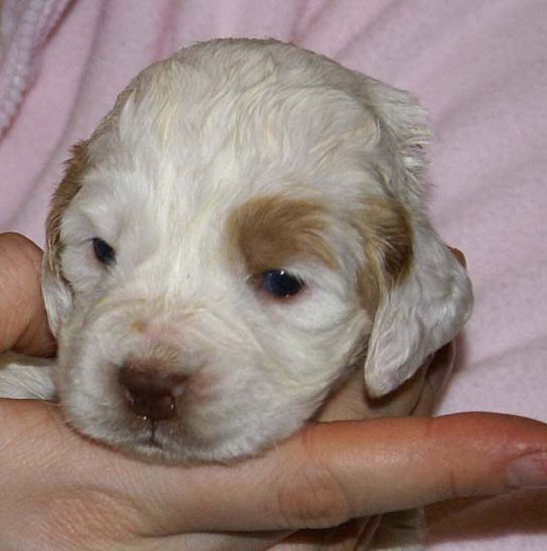 Girl_Bronze_Tail_3weeks_d