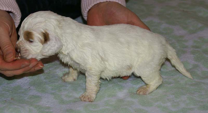 Girl_Bronze_Tail_3weeks_f