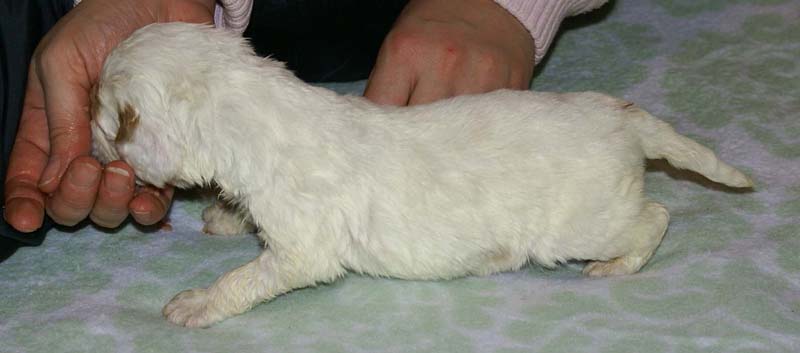 Girl_Bronze_Tail_3weeks_g