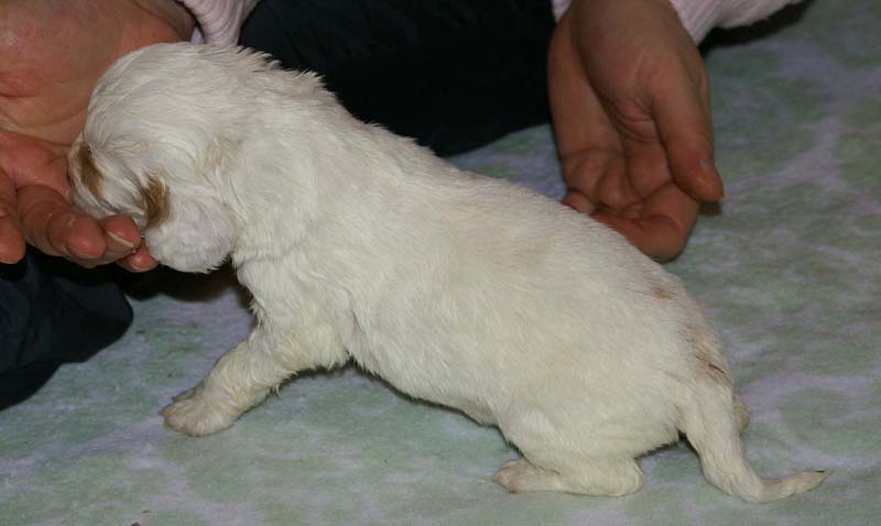 Girl_Bronze_Tail_3weeks_h