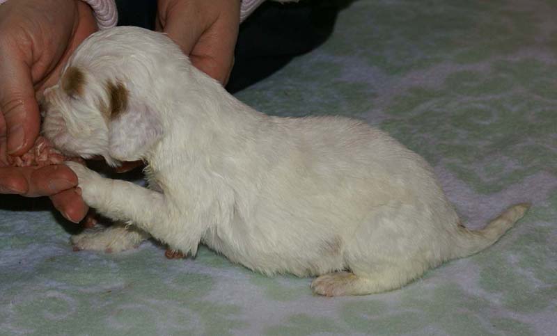 Girl_Bronze_Tail_3weeks_j