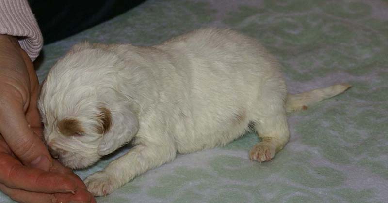 Girl_Bronze_Tail_3weeks_k