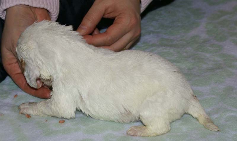 Girl_Bronze_Tail_3weeks_l