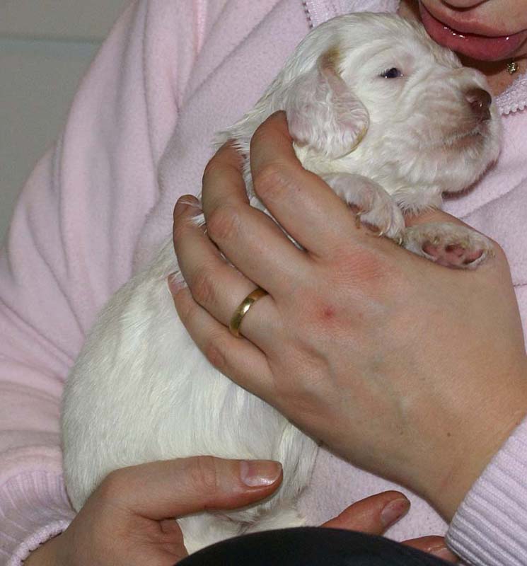 Girl_Pink_Tail_3weeks_b