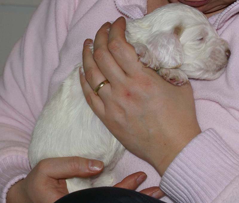 Girl_Pink_Tail_3weeks_c