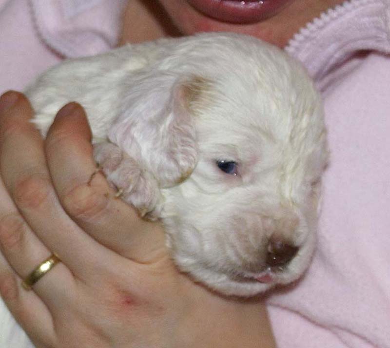 Girl_Pink_Tail_3weeks_d