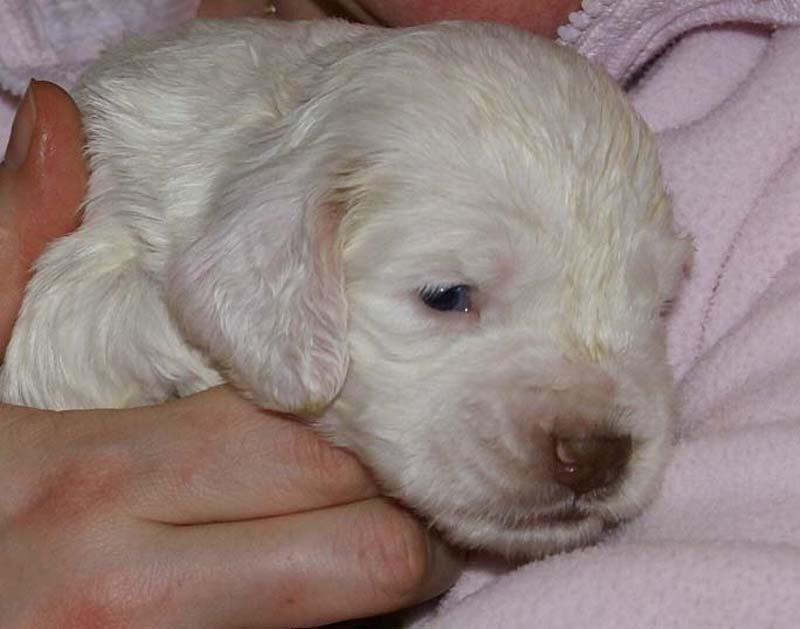 Girl_Pink_Tail_3weeks_f