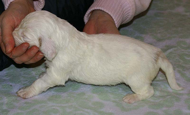 Girl_Pink_Tail_3weeks_g