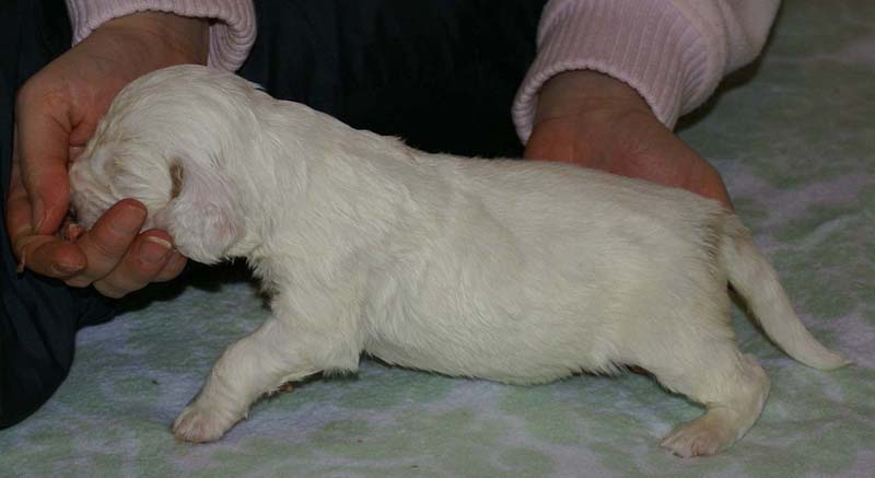 Girl_Pink_Tail_3weeks_h