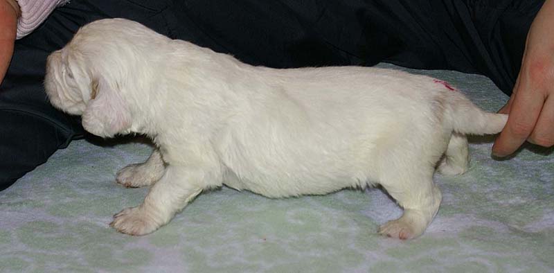 Girl_Pink_Tail_3weeks_j