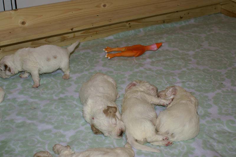 a_Windy_Fraser_puppies_3weeks_old