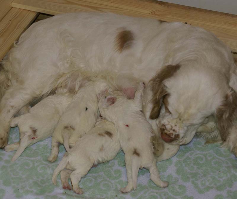 a_Windy_Fraser_puppies_3weeks_old_b