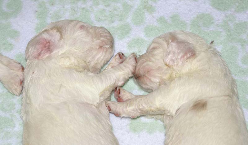 a_Windy_Fraser_puppies_3weeks_old_c