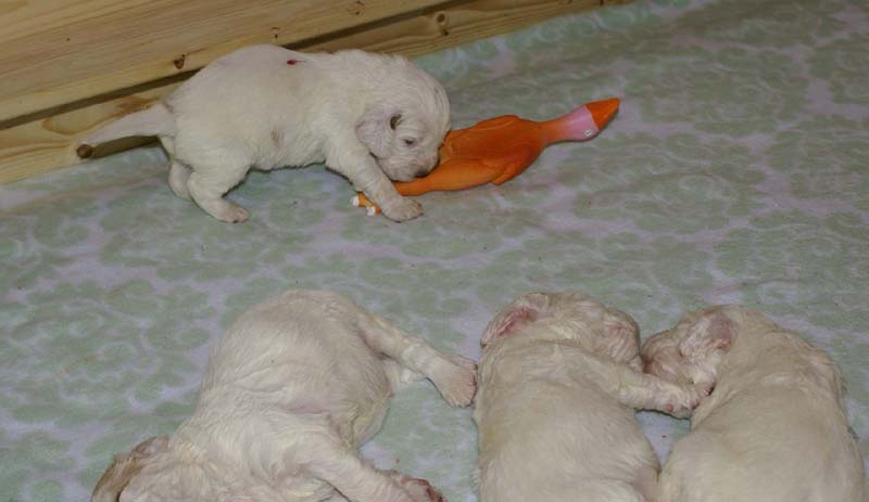 a_Windy_Fraser_puppies_3weeks_old_d