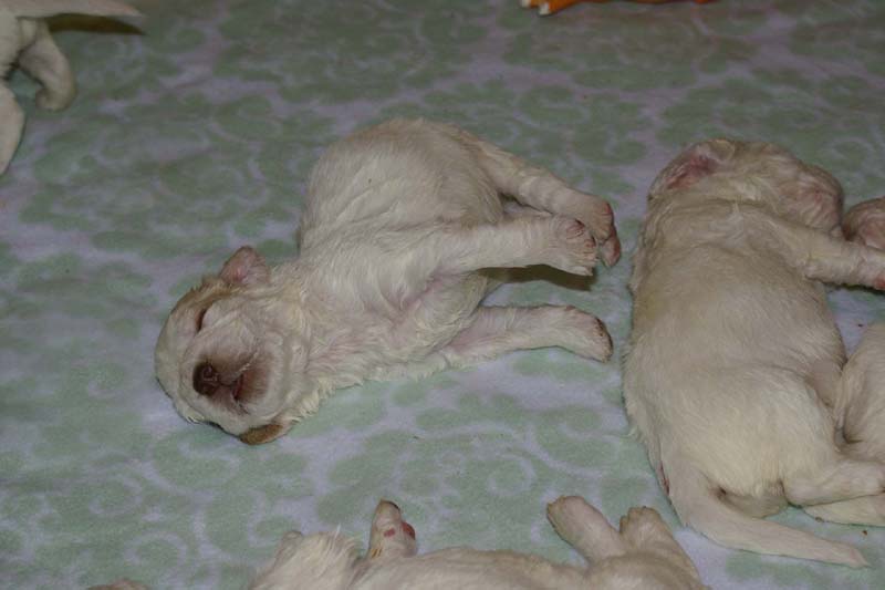 a_Windy_Fraser_puppies_3weeks_old_f
