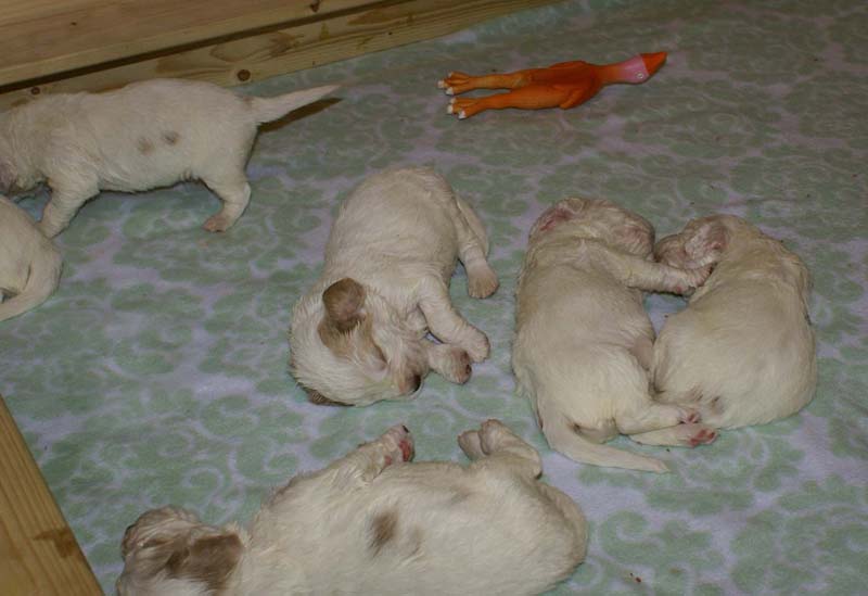 a_Windy_Fraser_puppies_3weeks_old_g
