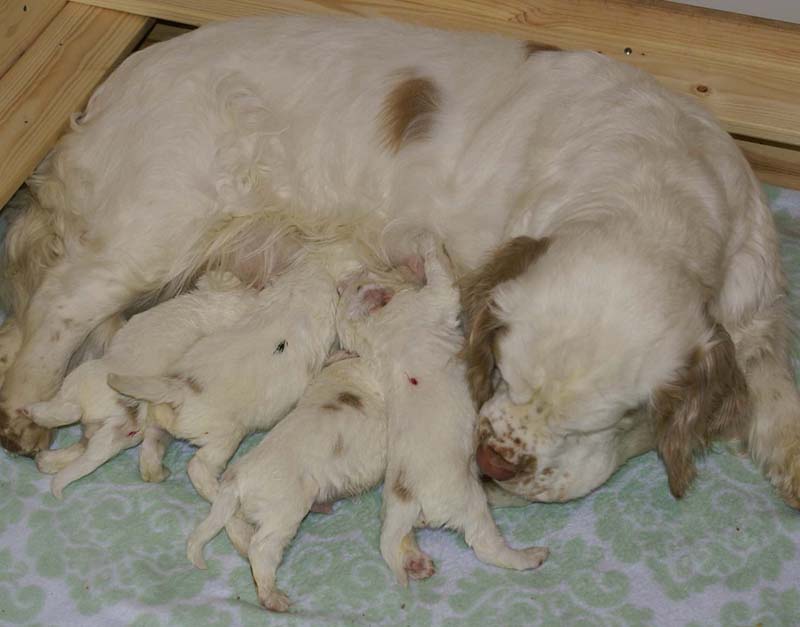 a_Windy_Fraser_puppies_3weeks_old_h