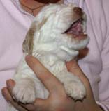 Boy_Bronze_Head_3weeks_a