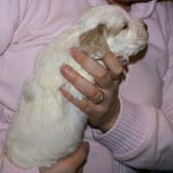 Boy_Bronze_Head_3weeks_b