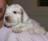 Boy_Bronze_Head_3weeks_c