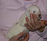 Boy_Green_Back_3weeks_e