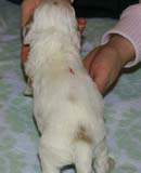 Boy_Pink_Back_3weeks_e