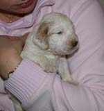 Boy_Pink_Head_3weeks_e