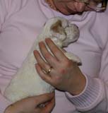 Boy_Pink_Head_3weeks_g