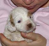 Girl_Bronze_Tail_3weeks_b