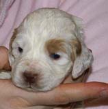 Girl_Bronze_Tail_3weeks_d