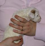 Girl_Bronze_Tail_3weeks_e