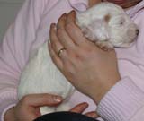 Girl_Pink_Tail_3weeks_c