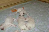a_Windy_Fraser_puppies_3weeks_old_e