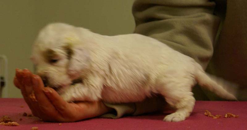 Spice_Twice_Morgan_Le_Fay_4weeks_a