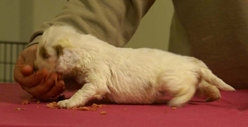 Spice_Twice_Morgan_Le_Fay_4weeks_b