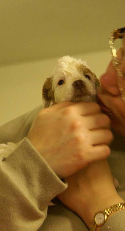 Spice_Twice_Morgan_Le_Fay_4weeks_c