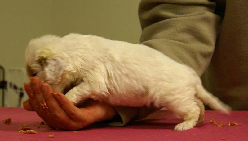 Spice_Twice_Morgan_Le_Fay_4weeks_d