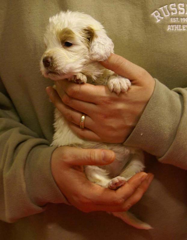 Spice_Twice_Morgan_Le_Fay_4weeks_e