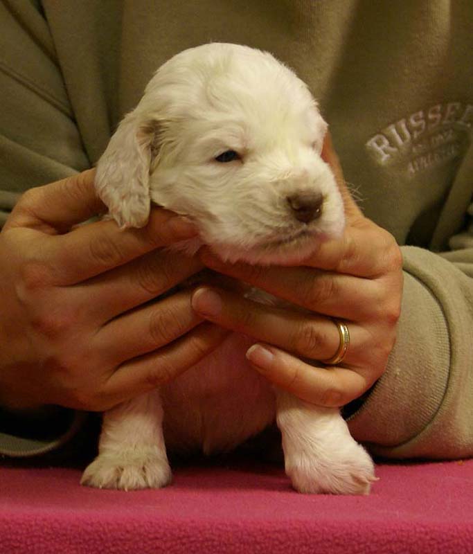 Spice_Twice_Queen_Guinevere_4weeks_a