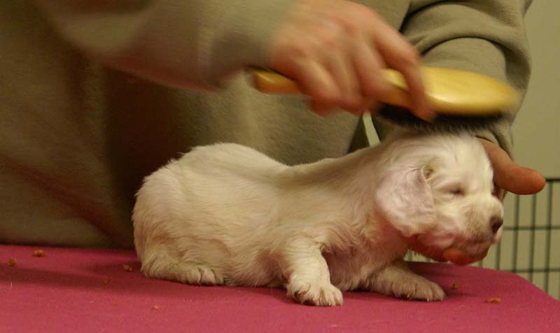 Spice_Twice_Queen_Guinevere_4weeks_b